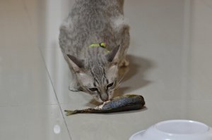 Seu pet pode comer peixe?