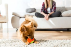 Aspectos básicos do comportamento canino