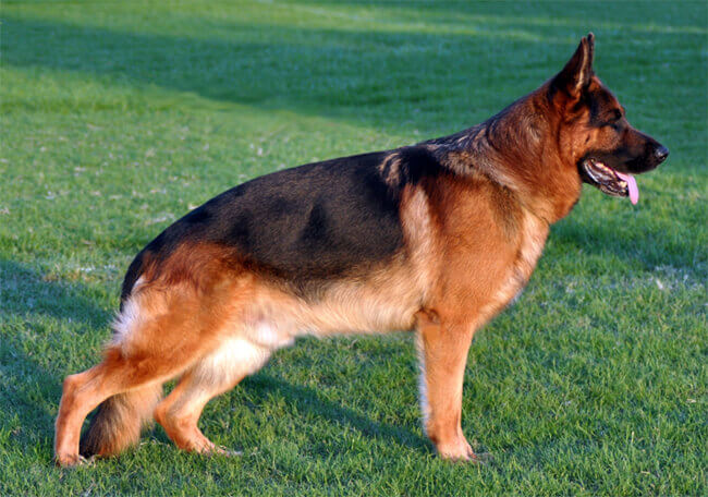 Comprar um cão de raça: conselhos e considerações Comprar um cão de raça: conselhos e considerações