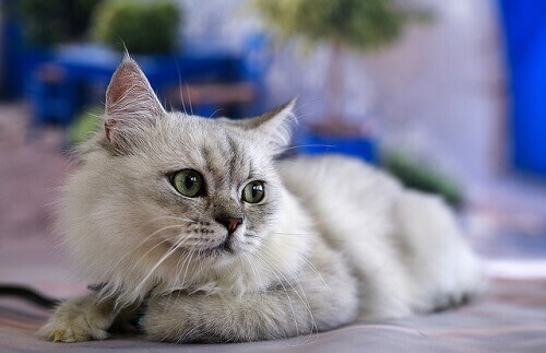 Comunicação felina: seu gato fala Comunicação felina: seu gato fala