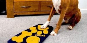 O primeiro controle remoto de televisão para cães