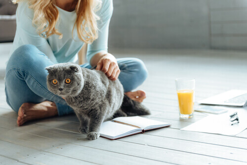 Mulher com gato azul russo