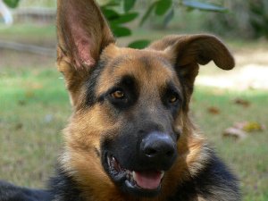 Conselhos sobre cortar as orelhas do cachorro