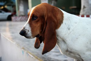 Como cuidar de um cão surdo