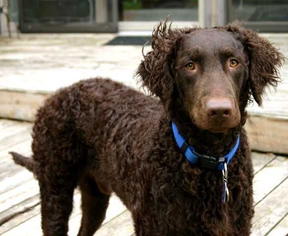 Curly Coated Retriever