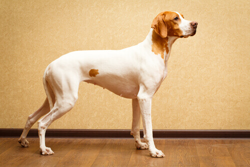 Raças de cães de pelos curtos Raças de cães de pelos curtos
