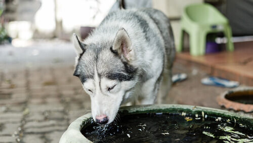 Husky Siberiano bebendo água
