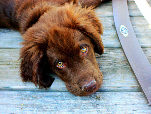 Cachorro marrom com olhar meigo