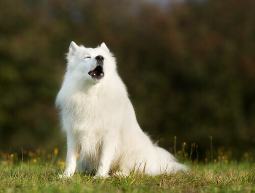 Cachorro branco latindo