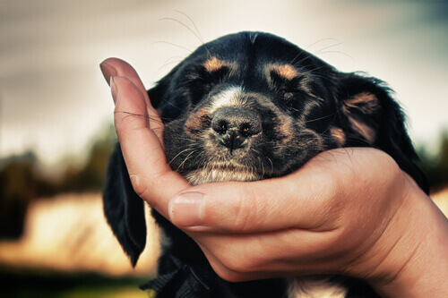 Cãozinho com a cabeça apoiada numa mão