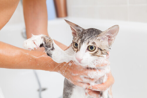 Como dar banho no gato corretamente