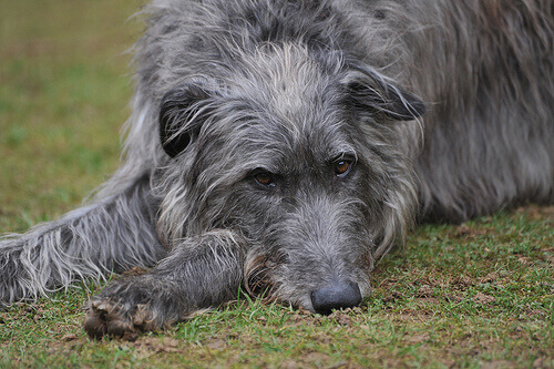 Deerhound 