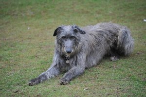 Deerhound escocês ou lébrel escocês