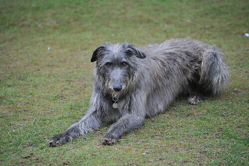 Deerhound escocÃªs ou lÃ©brel escocÃªs