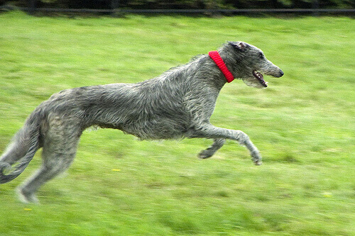 Deerhound escocês