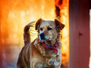 Direitos dos animais: aspectos gerais