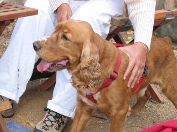 Cocker Spaniel com seu dono