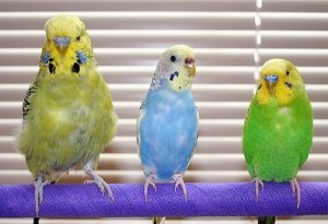 Doenças dos periquitos