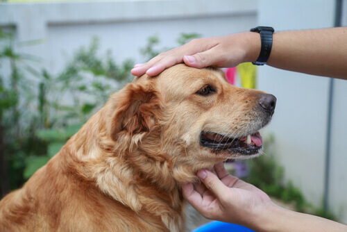 As doenças hereditárias nos cães As doenças hereditárias nos cães