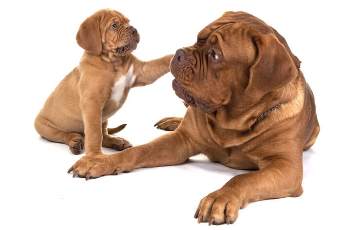 Dogue de Bordeaux