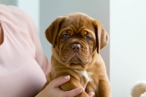 filhote de dogue de bordeaux