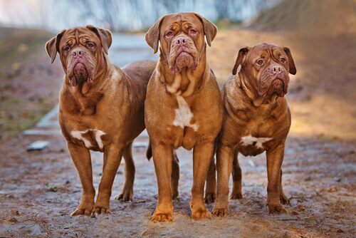 O grande dogue de Bordeaux