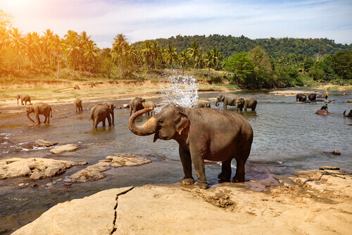 Elefantes tomando banho em rio na natureza
