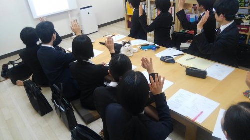 Reunião na Ferray Corporation, no Japão, conta com gatinho sobre a mesa