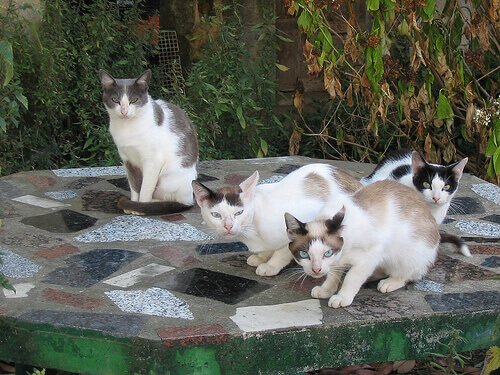 Guia para entender os gatos