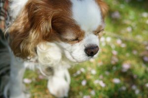 Mais denúncias de envenenamento de cachorros