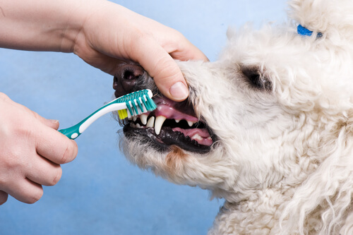 dona escovando os dentes de um cão da raça poodle