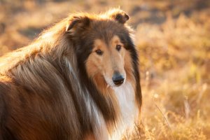 Diabetes em cães: como evitar essa doença