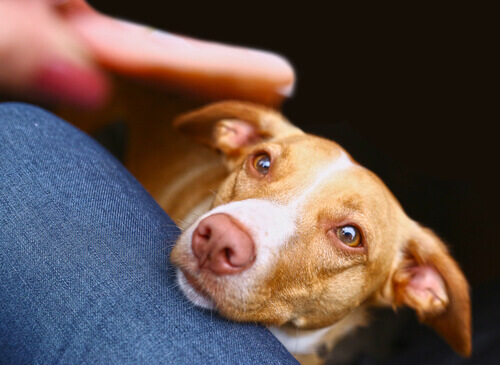 Cachorro vira-lata recebendo carinho