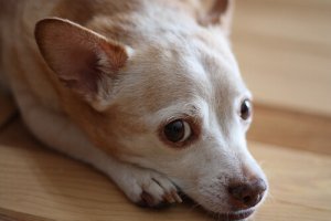 Há exames de alergia para cães?