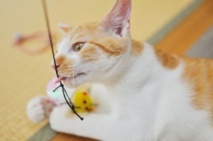 Exercícios para fazer com gatos