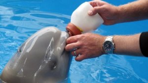 Filhote de beluga resgatado no Alasca