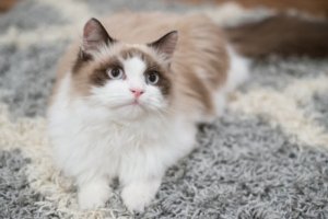 Como adestrar um gato em casa?