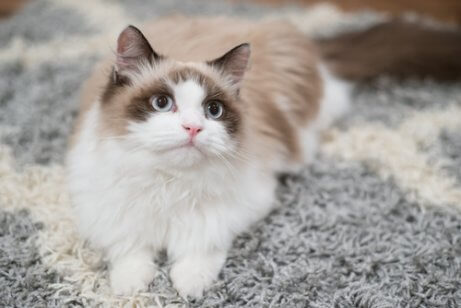 Como adestrar um gato em casa? Como adestrar um gato em casa?