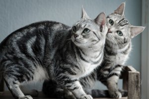 Conheça o gato de pelo curto americano