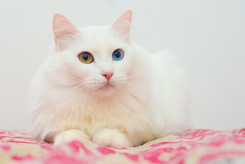 gato angorá com olhos de cores diferentes