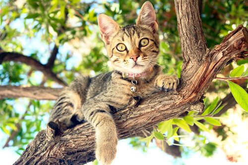 Gato sobre um galho de árvore