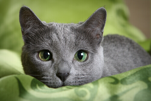 gato azul russo de olhos verdes