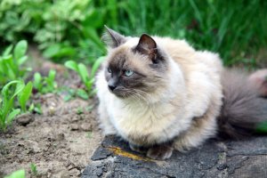 Apresentamos a você o gato balinês