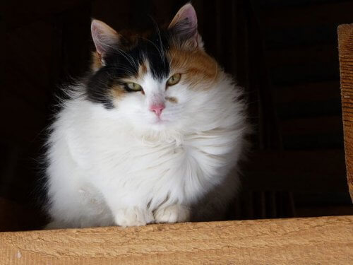 Gata tricolor da raça bobtail japonês