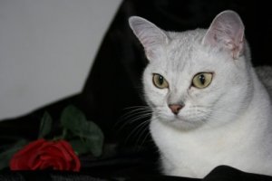 Gato burmila: conheça essa espécie