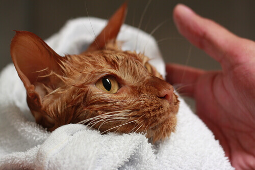 Gato depois de tomar banho