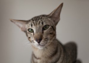 Gato oriental: conheça essa raça