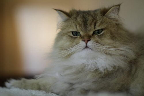 Raças de gatos de pelo longo