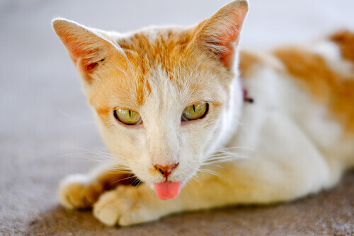 Gato com a língua de fora