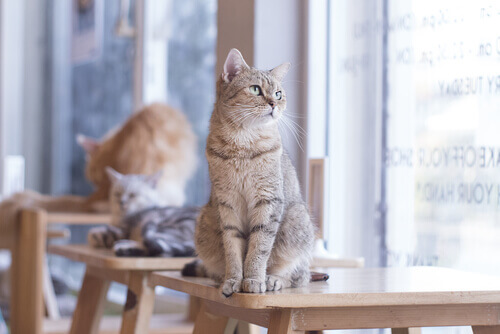 Gatos sobre mesas